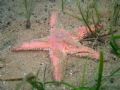 Astropecten irregularis